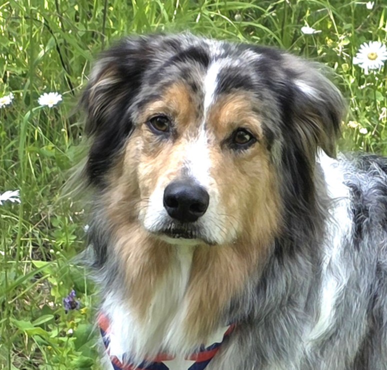Jackson the Australian Shepherd